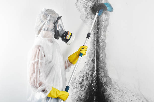 Best Mold Damage Restoration  in Vero Beach South, FL