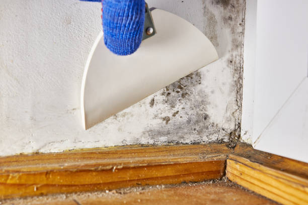 Best Black Mold Removal  in Vero Beach South, FL