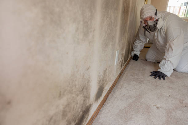  Vero Beach South, FL Mold Removal Pros